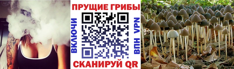 купить наркоту hydra рабочий сайт Псилоцибиновые грибы ЛСД Злынка